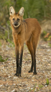 wolf